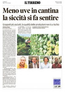 vendemmia 1 (2)