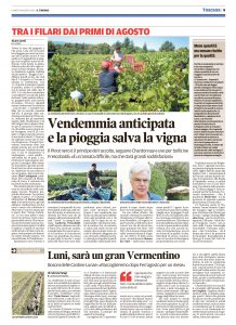 vendemmia 3